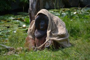 Introduction to Zoo Veterinary Medicine – vet students