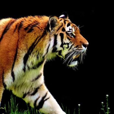 Introduction to Zoo Veterinary Medicine