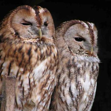 Introduction to Avian Anaesthesia for Zoo and Wildlife vets and nurses.