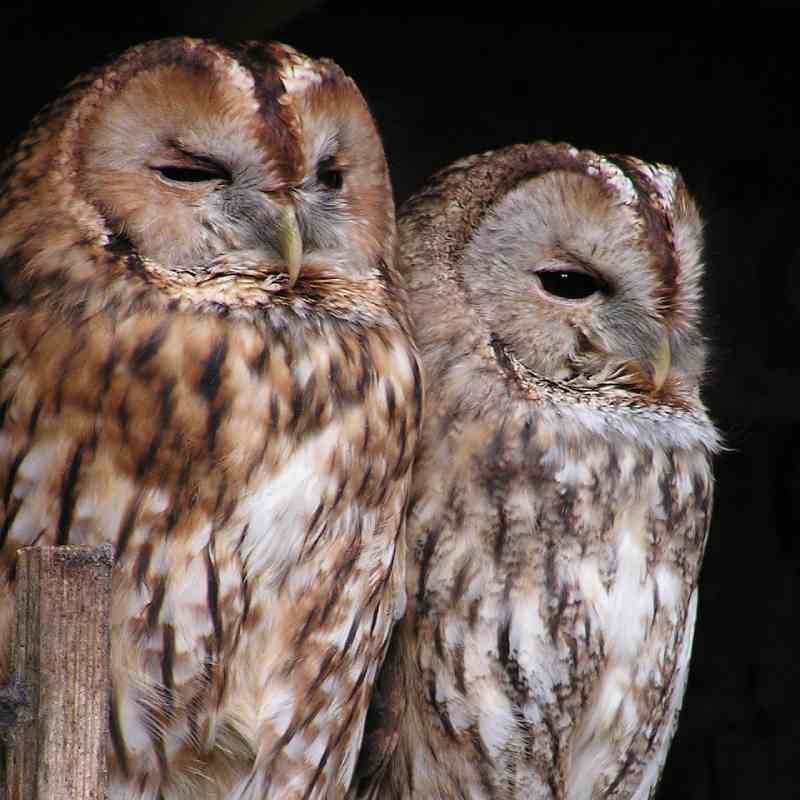 Tawney owl representing wildlife veterinary training 