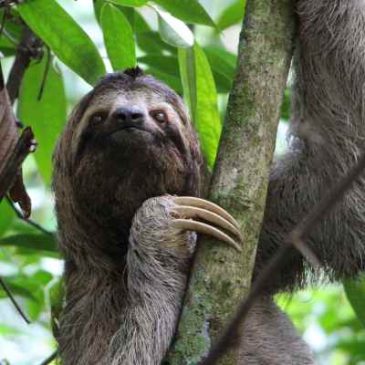 Introduction to anatomy and physiology of the sloth