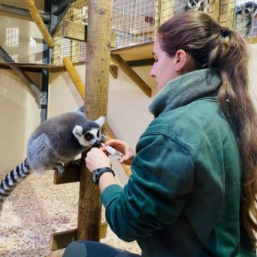 Toxoplasmosis in lemur