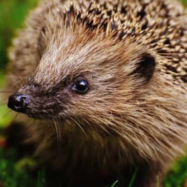 Protected: Hedgehog medicine 101