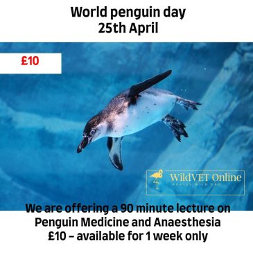 World Penguin Day Penguin Medicine Webinar