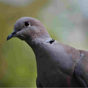 Help, I have been presented with a pigeon that cannot fly!