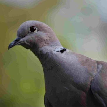 Help, I have been presented with a pigeon that cannot fly!
