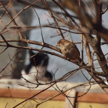 Help, I’ve been presented with a cat attack bird